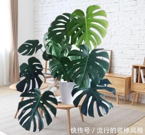 甲醛|客厅养盆镇宅花,吸收甲醛除异味,越养家越旺