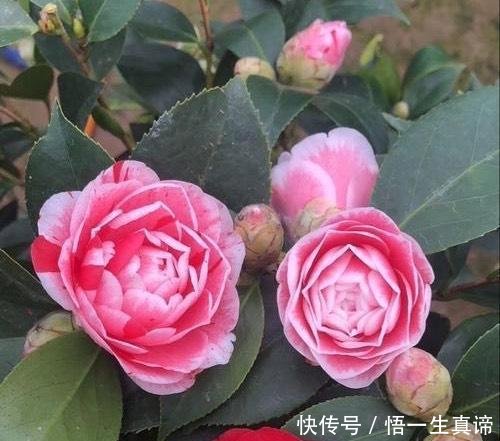 『开花』茶花掉叶怎么办3个“方法”,叶片浓绿,花蕾更多,开花满枝