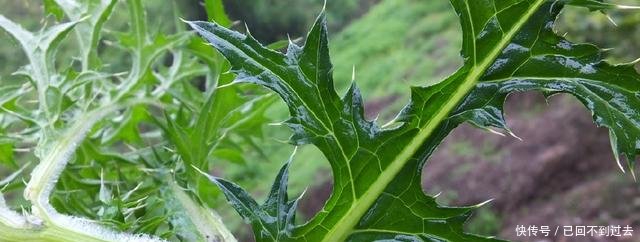 农村被称为“百草之王”的野草，却是一种中草药，见了一定带回家