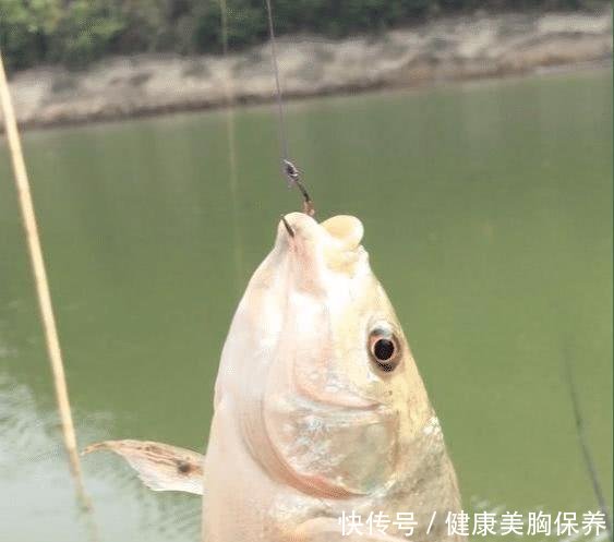 广西水库，长出几十斤罗非鱼，这得活了多少年