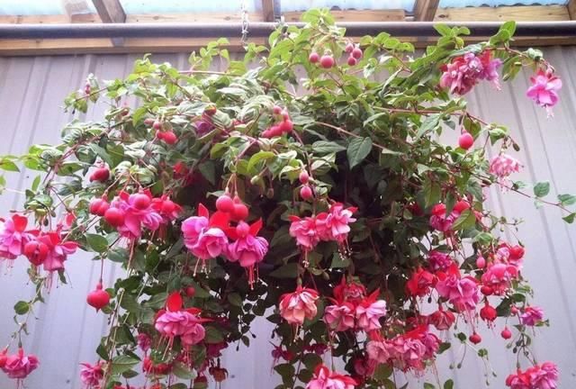 【瞬间】这几种植物,悬挂在阳台上面,瞬间提高一个档次!
