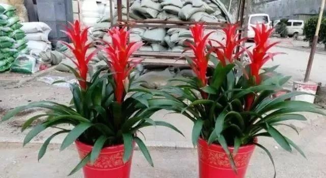  [能净化空气]3种花，镇宅又招财，关键能“保护”家人健康，养10盆也不多