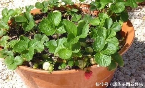 草莓盆栽@摘来的草莓水果还能用来播种,很快就能开花结果