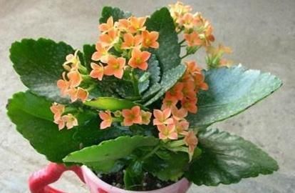「植物」只需“2个”小动作,长寿花花苞再多一倍,枝芽呼呼“冒不停”