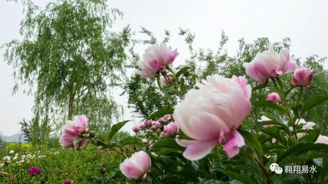  「同赏」母亲节，送花不如赏花，伴母同赏芍药花