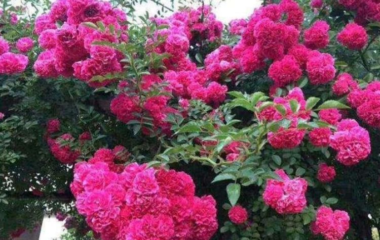  「开花」阳台养花就养盆“开花机器”，开花量大很好养，养出花园很简单