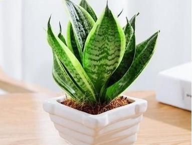 『家里』“4种植物”防辐射能力强,家里养一盆,对家人“视力好”,真值