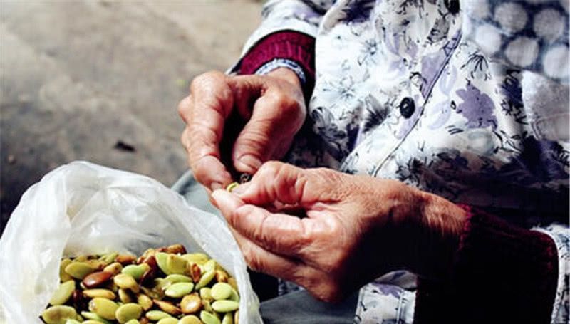  [皂角树]30年前大量被砍掉，如今一斤200元，农民又开始种植