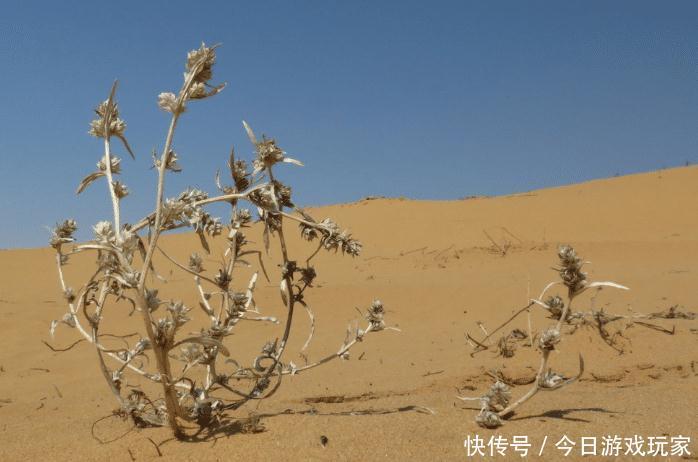 沙漠变成“土豆”田?产量高达1万斤,沙漠本尊:我也很无奈