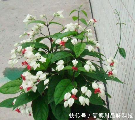 就可以■“龙吐珠”的养护攻略,光照、配土、浇水、施肥,一学就会