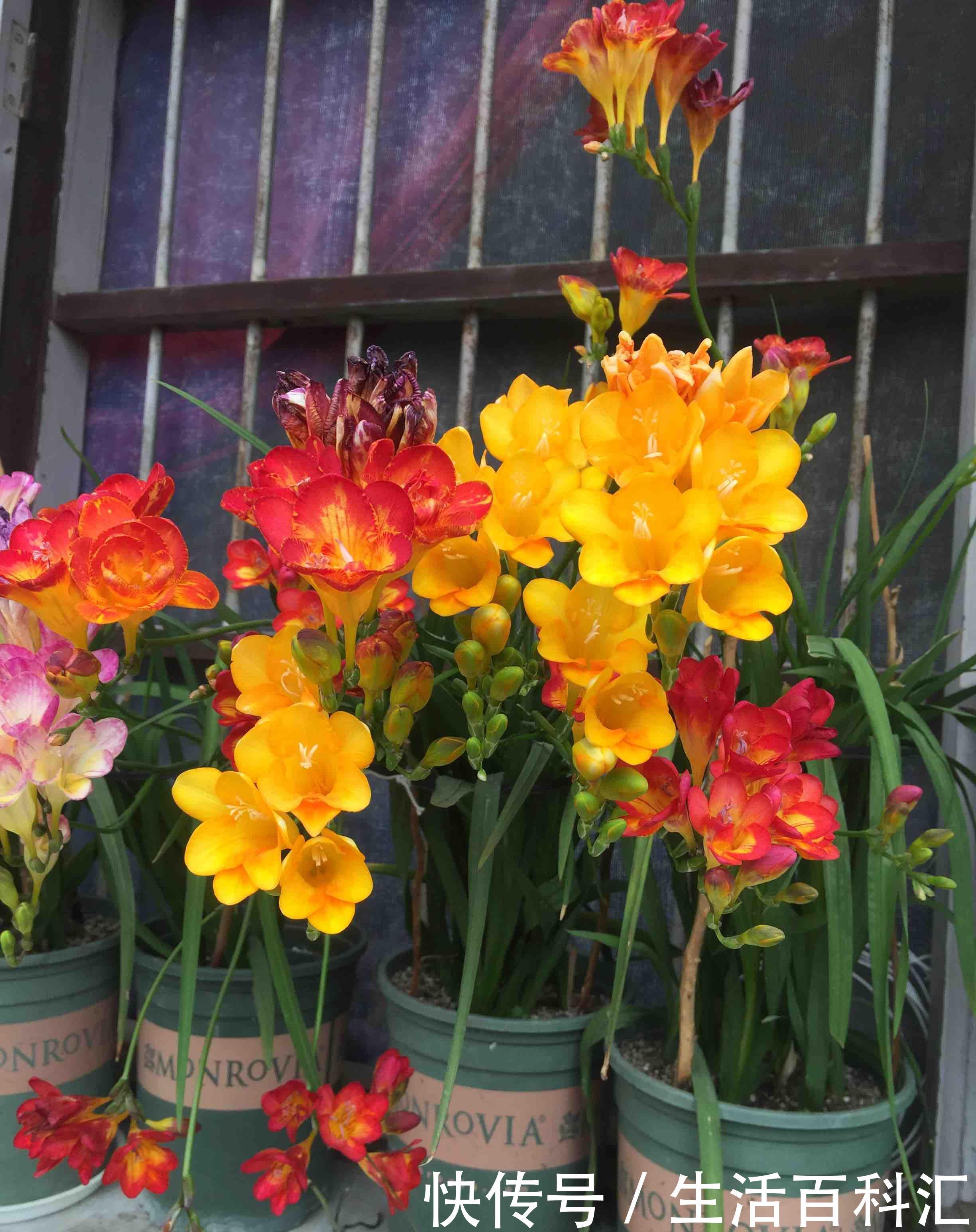  [适合]此花花朵形状独特，花色丰富艳丽，开花量繁多，适合室内养护观赏