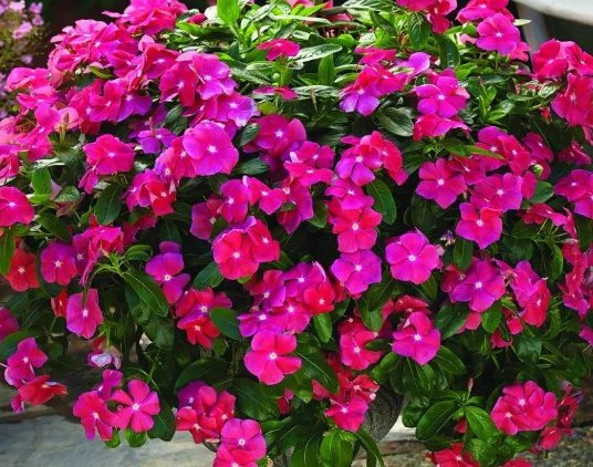「长春花」这些花花型独特,植株生长旺盛,室内盆栽欣赏价值高