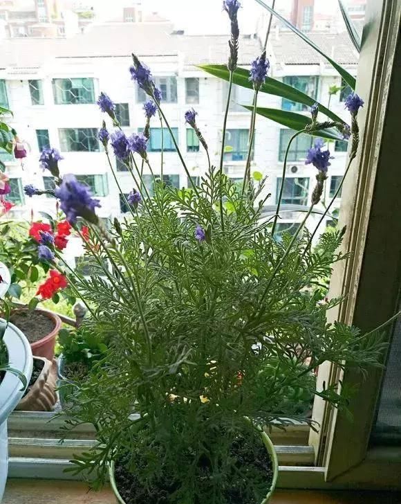  观赏价值：养花就养这几种，又香又杀菌！养几盆家人少生病！