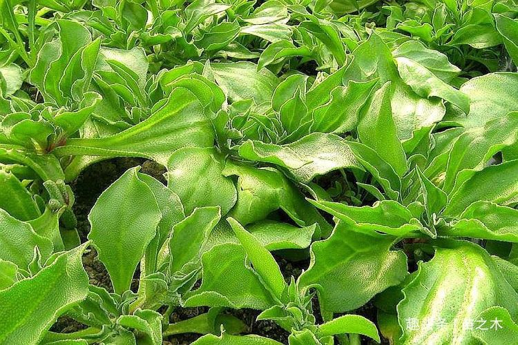  [种子]农村一种作物，种植一亩只需5克种子，亩产达5千斤，一斤1