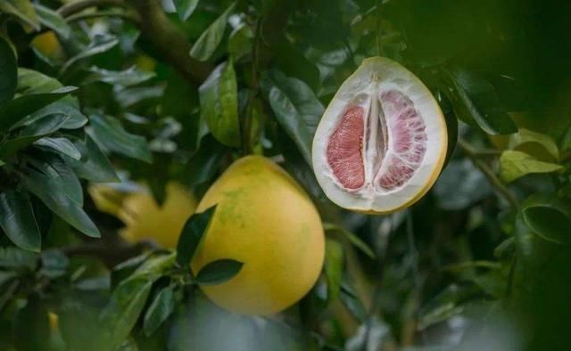 我国唯一“漂”在水上的一座古镇,盛产柚子,为什么至今不修路?