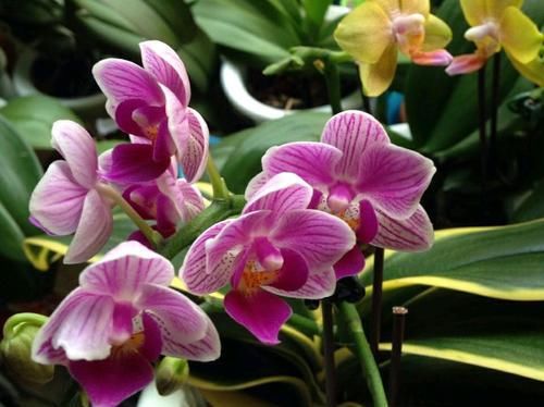 『蝶兰根系』根系挤破盆的蝴蝶兰需要换盆吗?蝴蝶兰就喜欢挤,越挤根旺花越多