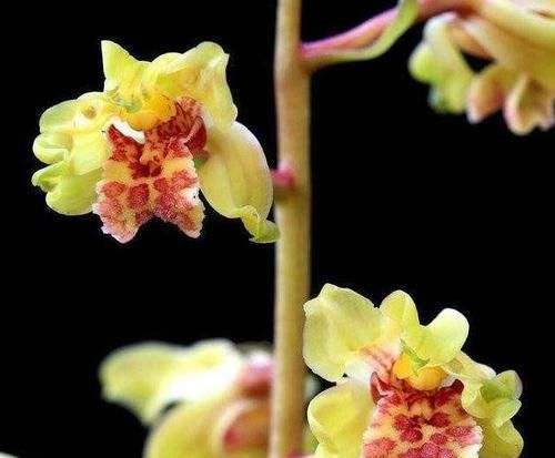  『值得』此兰寓意吉祥，花量最大，花色高贵无比，香气浓烈，最值得入手
