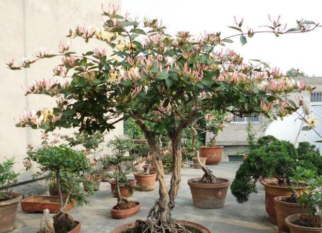  『能力』家中有地方此花要种2棵，花期160天，花开2色，净化空气能力强！