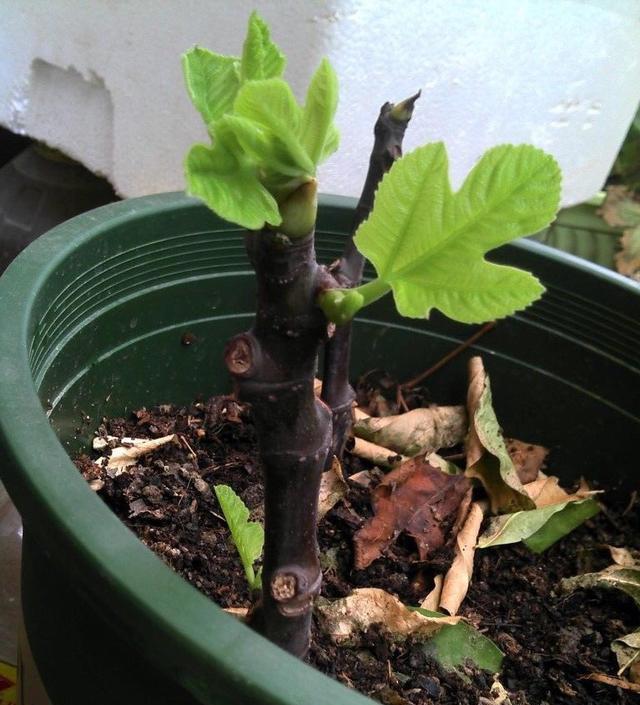 【节枝】秋季阳台种无花果,剪下1节枝,插盆里,来年结满果,好吃又美观