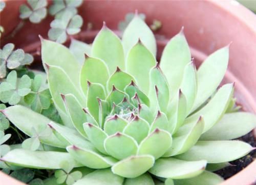  『美观』观音莲叶子反长咋办？花农分享你“1招”，叶片厚薄有度，贼美观