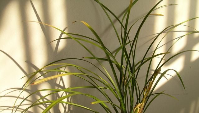  「黄叶和黑斑」兰花夏天黄叶还有黑斑？7个原因，对症下药