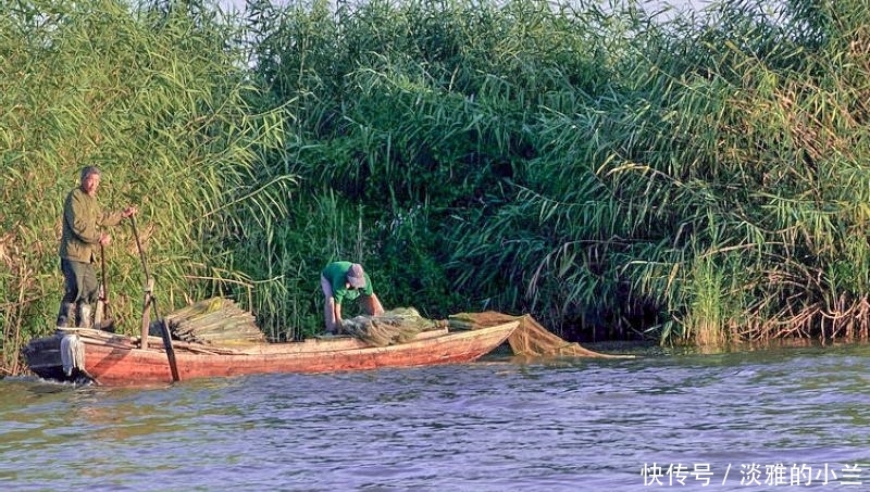  「欧洲」一天吃蚊子300只？如今成功入侵欧洲，国内9元一斤成为