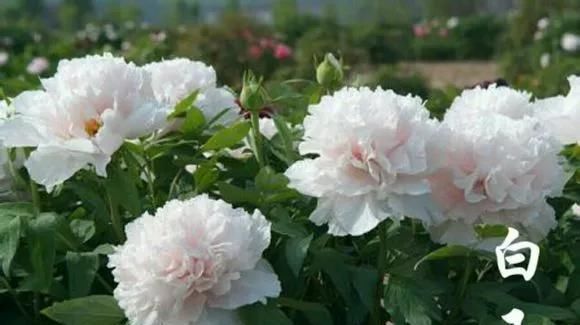 『牡丹』芍药和牡丹的区别图,看懂图就能轻松区分出来!