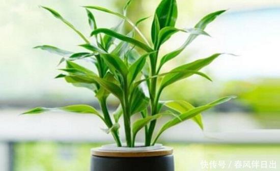  网带：过年送人什么花好盆栽？考拉园艺网带你了解过年如何送人盆栽