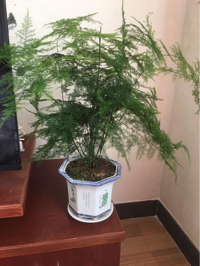 #精致#4种小盆栽，书桌窗台养一盆，精致惹人爱