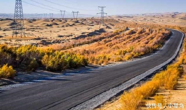  植物■中国最大的沙漠带, 政府花数亿种下大量植物, 如今竟成这