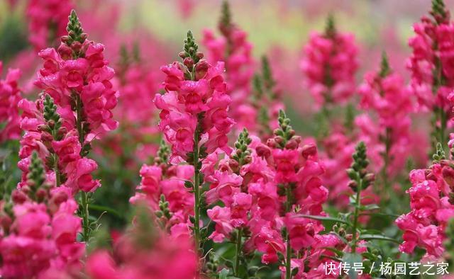  「栀子花」山上一种小野花，花名很少有人知道，开出一穗穗花，好养耐看