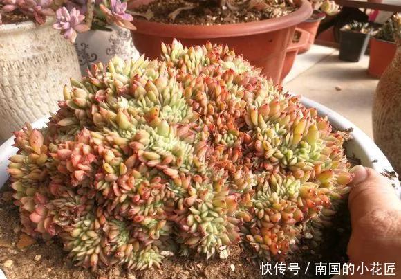  「价格」4种多肉喜欢“横着长”，养成缀化珊瑚盘，价格翻番！