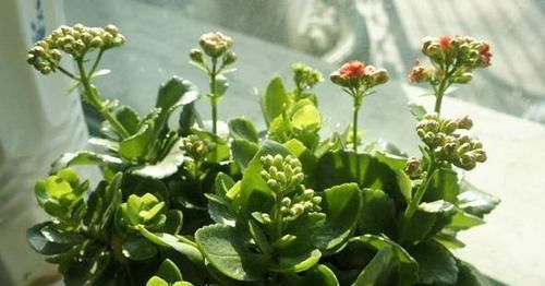  【长寿花养成】如何养护长寿花盆栽能开花多？将枝干剪一剪，老桩照样多开花