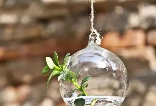  「枝条」多肉植物居然还能水培？？当然这些前提还是有的