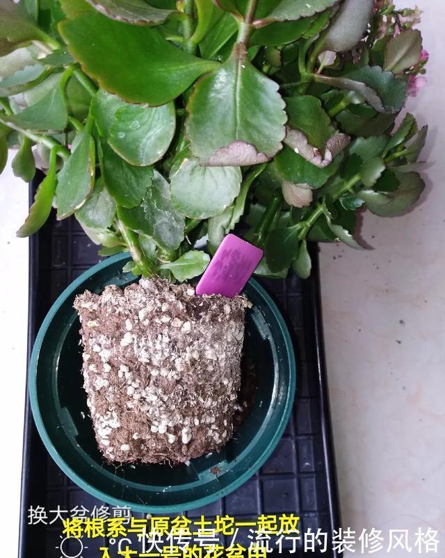  #补充养分#这花千万别养老桩，越老越不开花，想赏花砍1刀，立马满头花苞