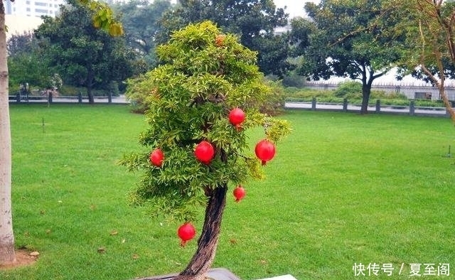  无花果|还在阳台种绿植现在流行养此些水果盆栽，好看又好吃