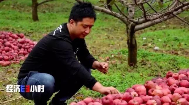  「过山车」这个主产地苹果3毛钱1斤！价格过山车究竟怎么了？
