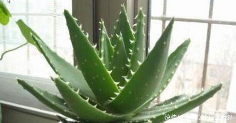 「虎皮兰」4种常见的“贱花”,浇水一多就“烂根”,不管却“爆盆”了