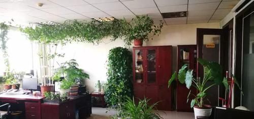  「地方养护」4种花在他们手里，个个长成巨无霸，到底喂了啥好东西！