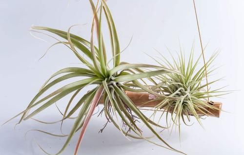  #简直#这几种植物养护超级简单，简直就是懒人们的福音！