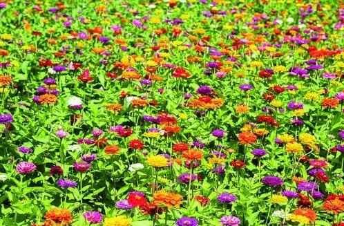 长春新晋网红打卡地！一大片免费的花海美到霸屏，错过又要等一年