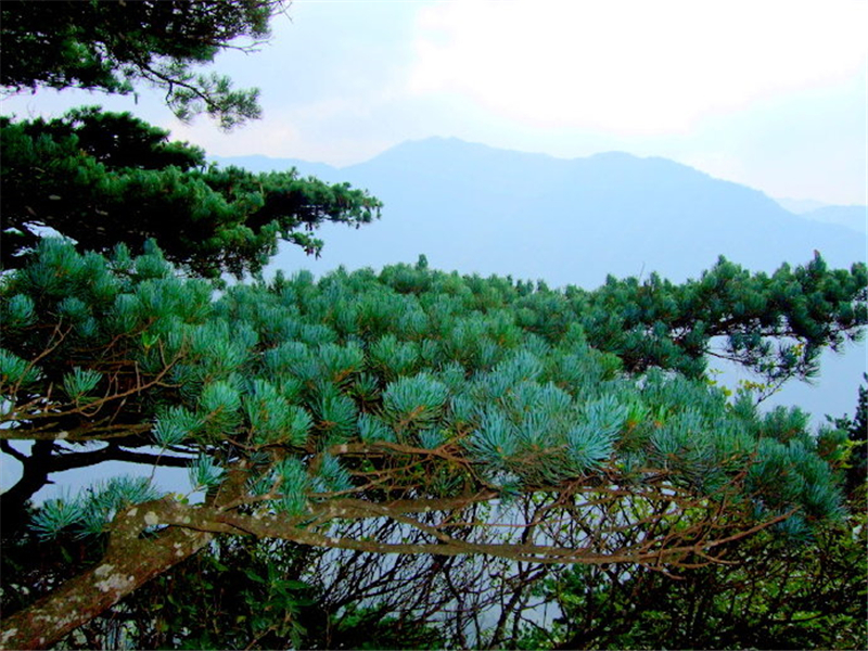  桂林■广西桂林有种树，每年只长三四片叶子，据说美国欲拿波音