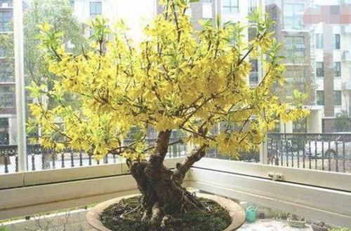  「传家宝」2种“小绿植”养6盆，1年后枝干“变粗”，能当“传家宝”，值钱
