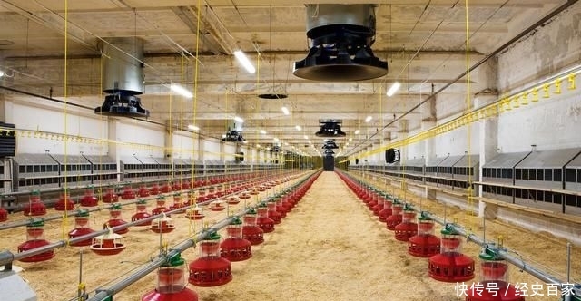  #养殖户#都是搞养殖，为什么有些人宁愿养猪，也不愿意养鸡呢？原因很现实