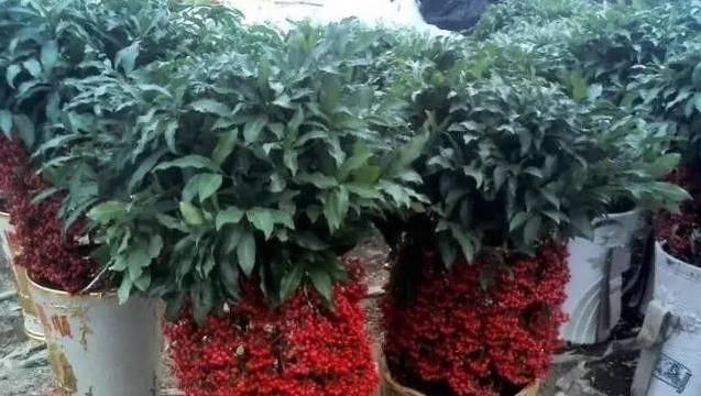  观花植|这3种“观果”植物，比花还要美，好看又好养，不养一盆就亏了