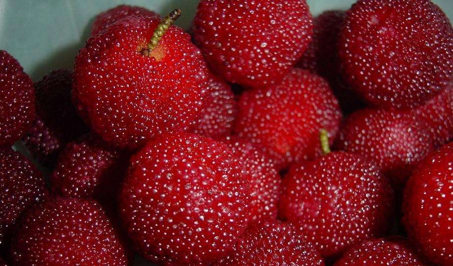 鏄ュぉ鎺ㄨ崘澶氩悆3绉嶉 鐗╋紝琛ュ厖钀ュ吇銆佹彁楂桦厤鐤 姏锛屽