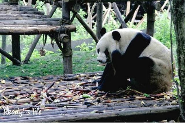 成都,有1000个理由让你留下,却因为一个字,你想离开!