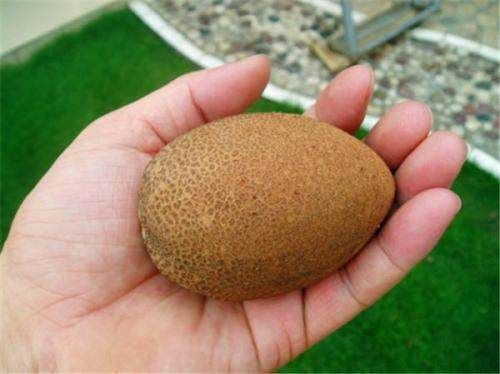  『还真是让我』外公养了多年的盆栽，却摘下来一盆“鸡蛋”，看的邻居都笑哭