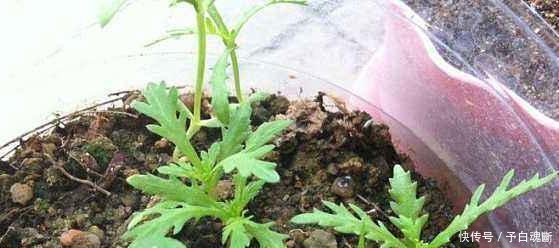  【蔬菜】秋天种4种蔬菜，好看又好吃，0技术要求，一长一大片！