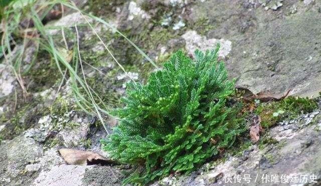  【花盆】农村1种野草像“云竹”，一分钱不花，捡回家做“盆景”高颜值